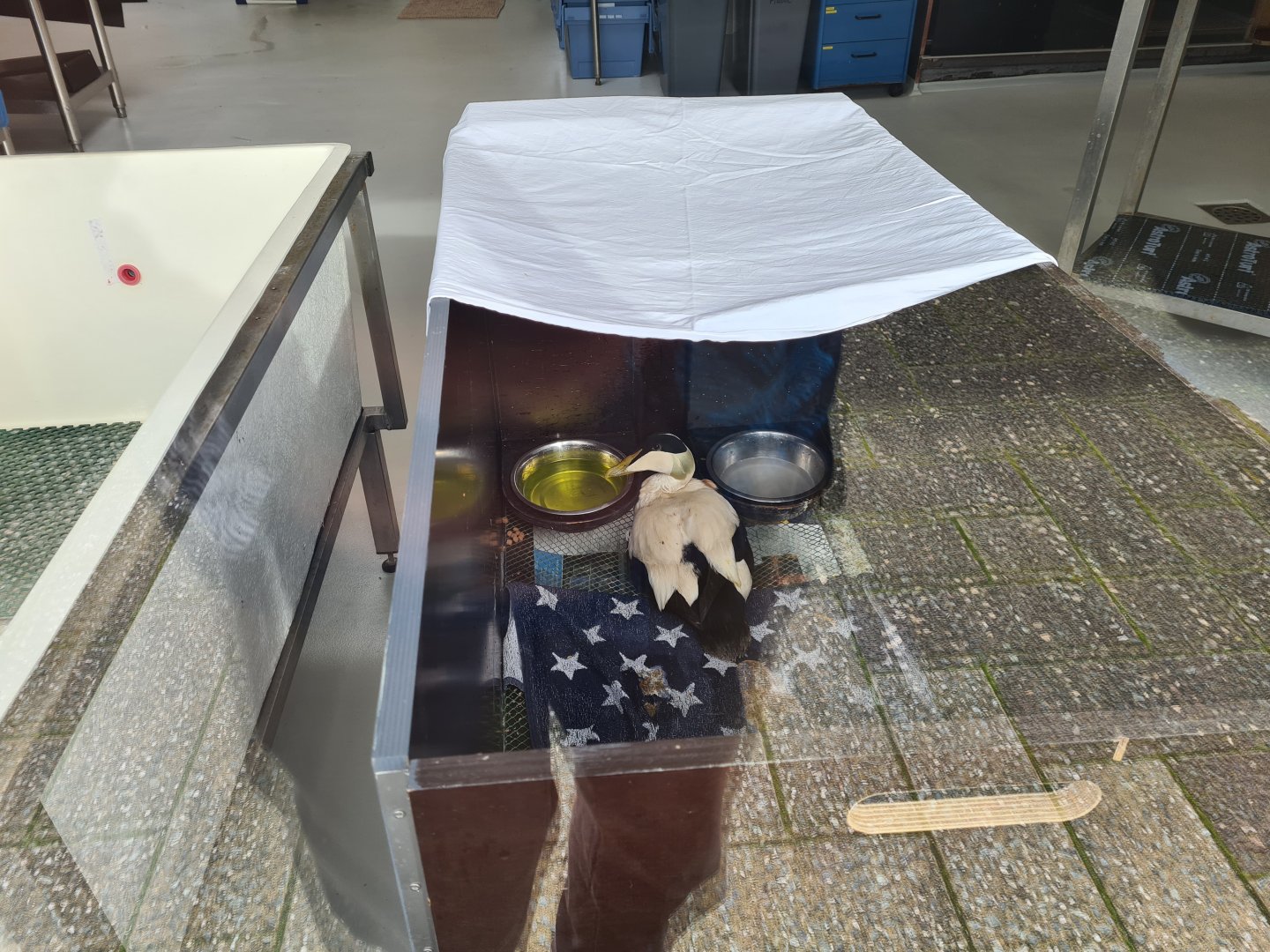 Injured European eider in bird recovery centre