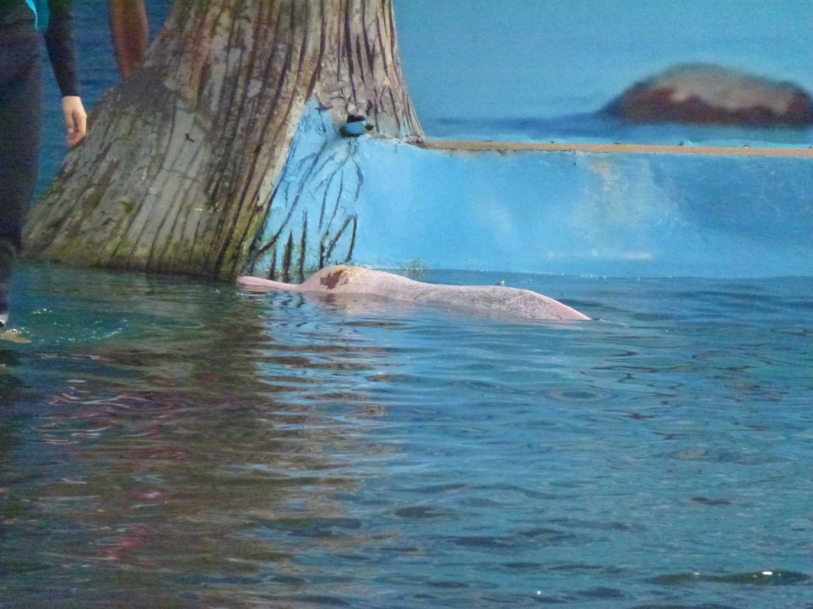 Injured humpback dolphin, June 2013