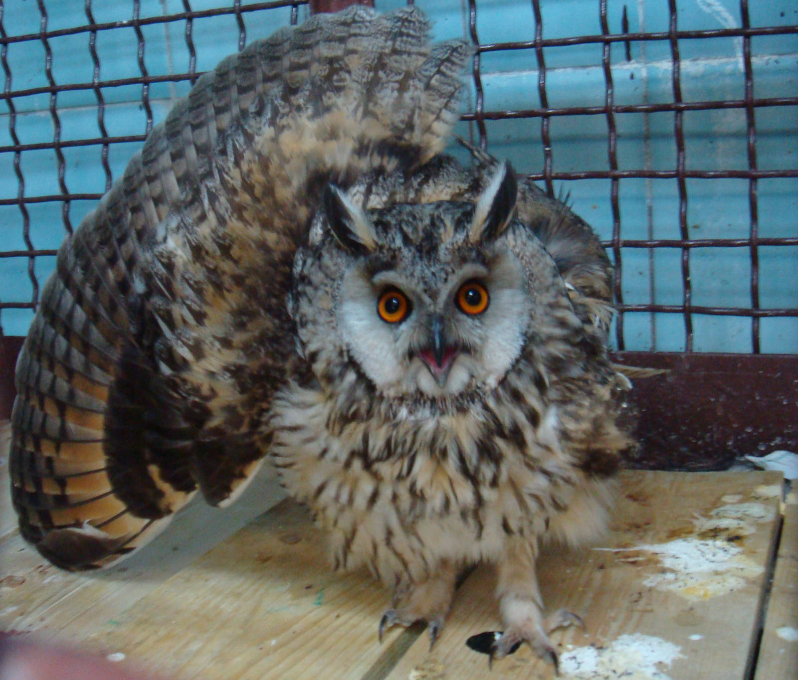 Injured Long-eared owl