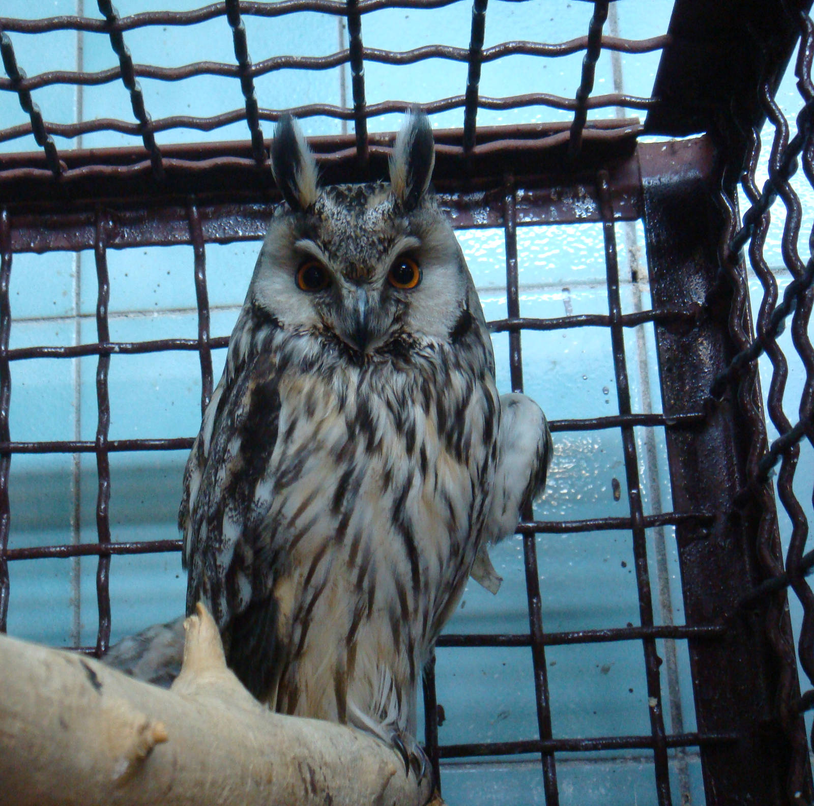 Injured Long-eared owl