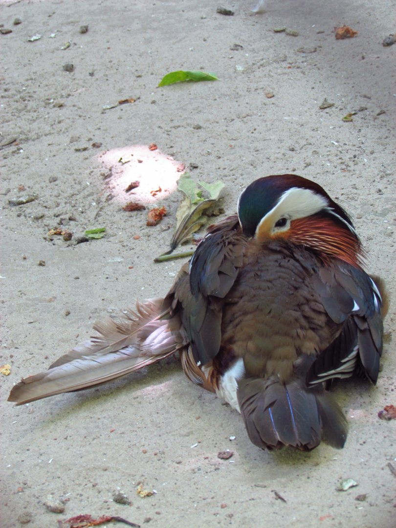 Injured mandarin duck