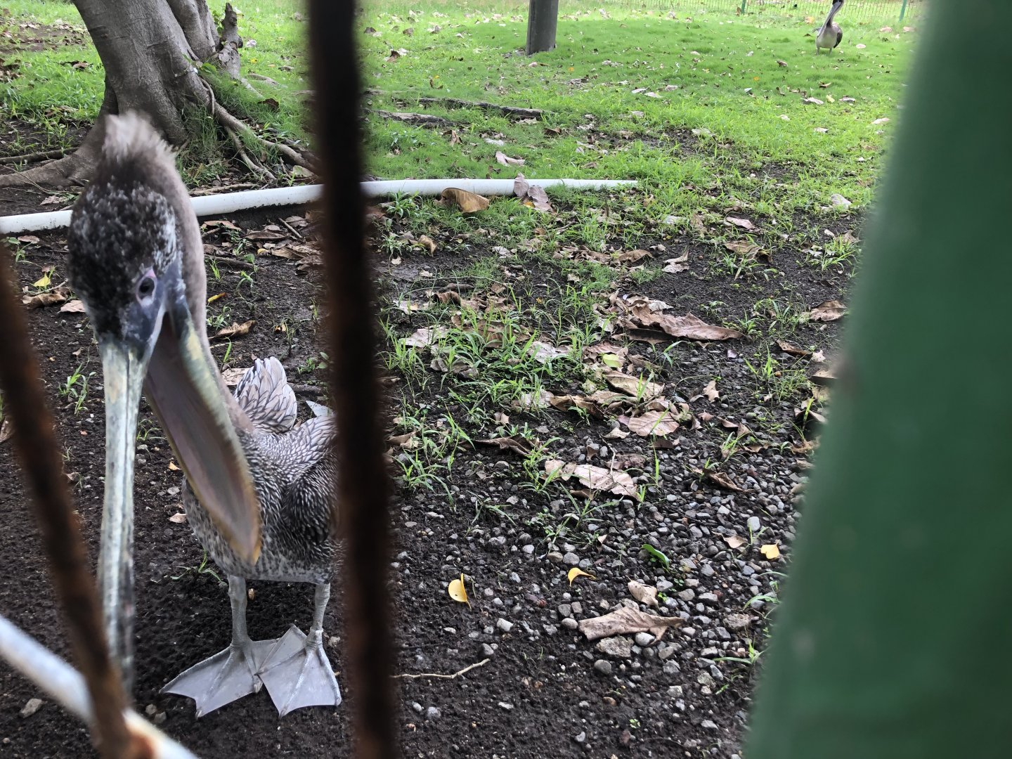 Injured/non-releasable brown pelican (Parque Marino del Pacifico)