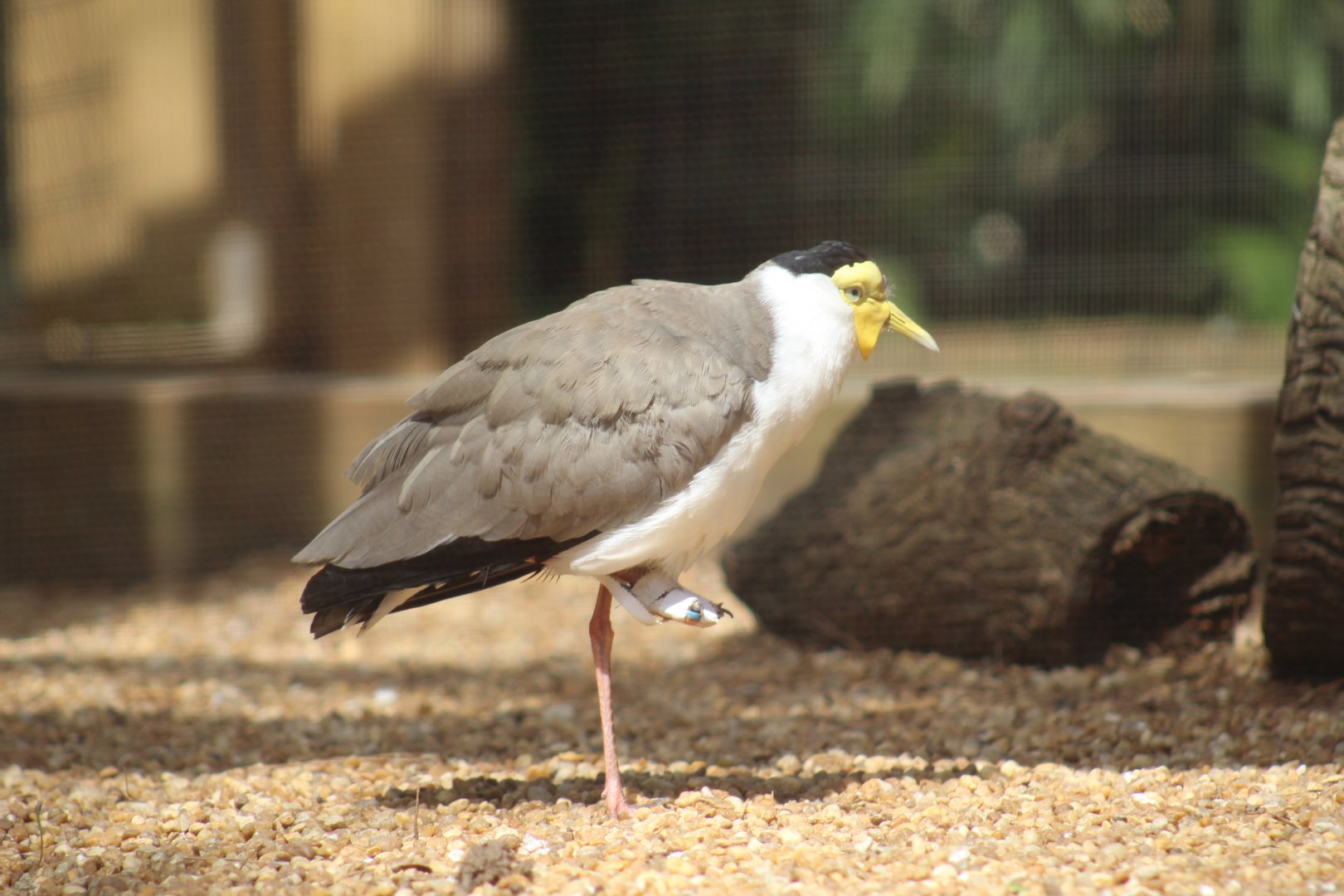 Injured Northern Masked Lapwing