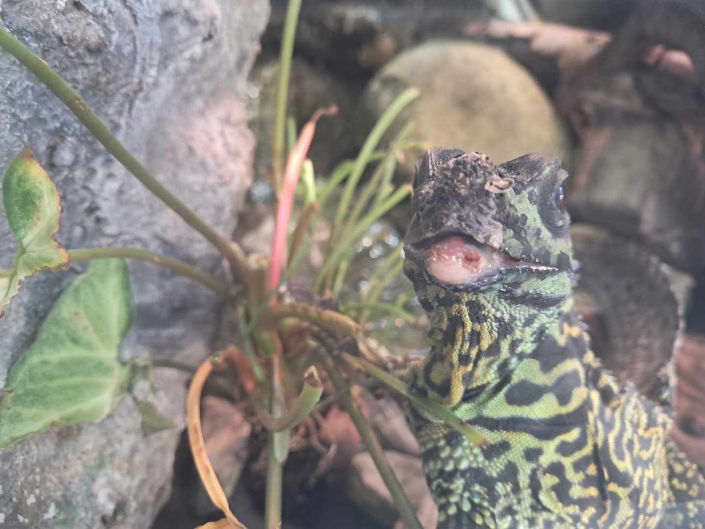 Injured Sailfin Dragon