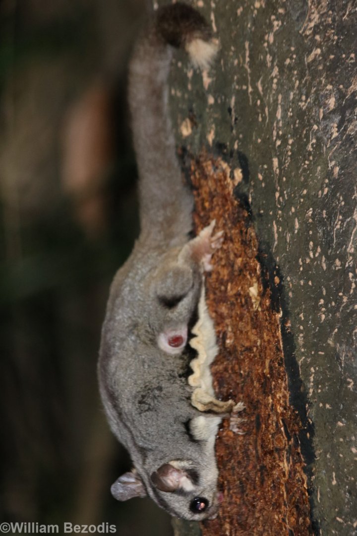 Injured Sugar Glider - Chambers Wildlife Lodge
