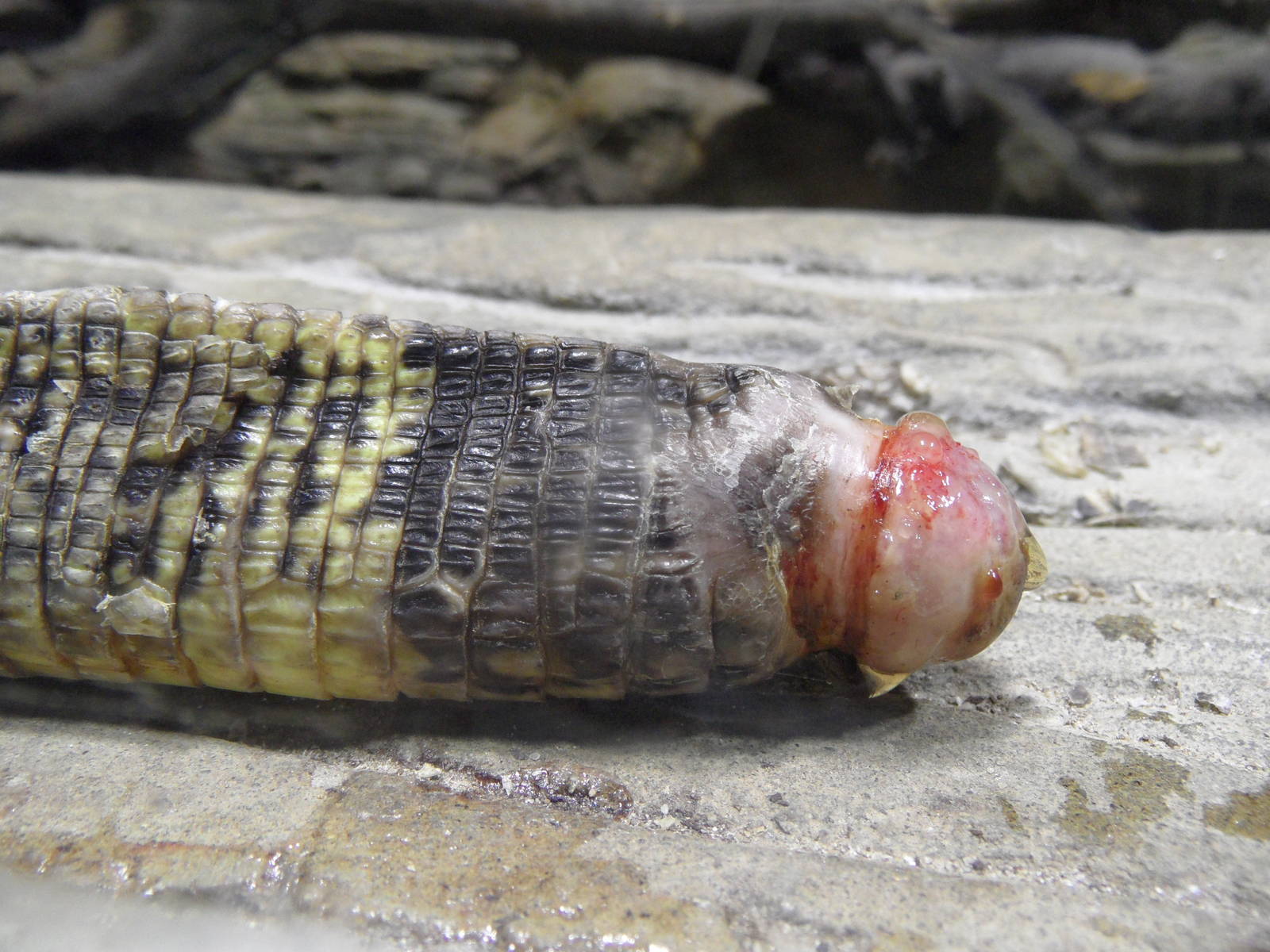 Injured tail of water monitor