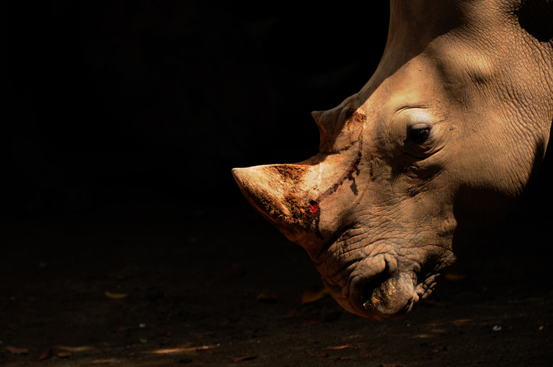 injured white rhino