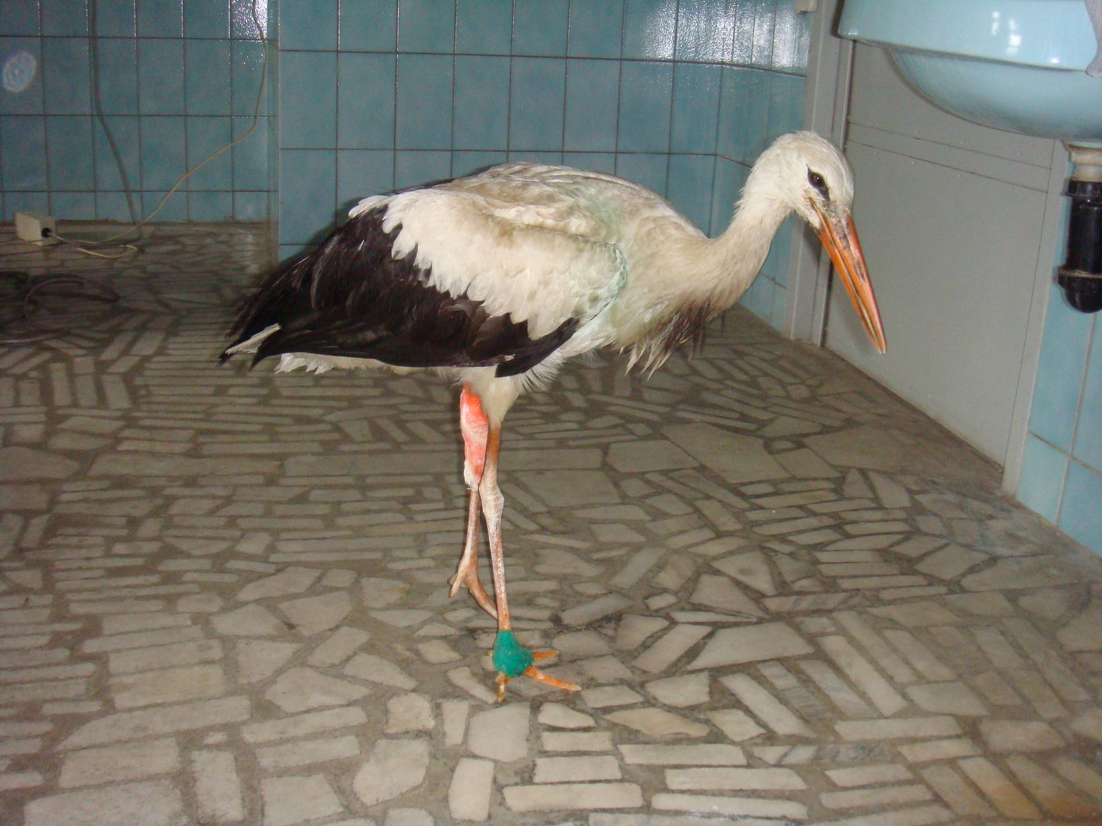 Injured White stork