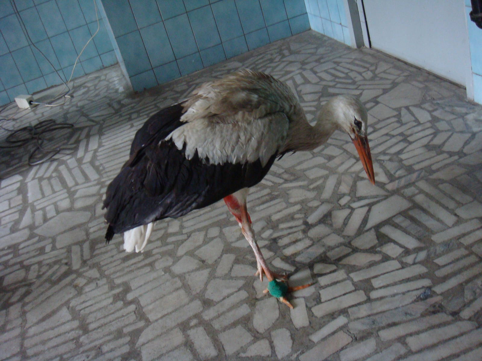 Injured White stork