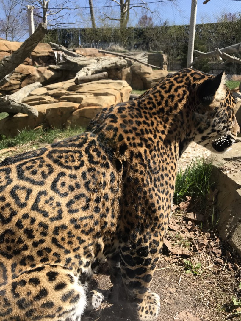 Inka the Jaguar