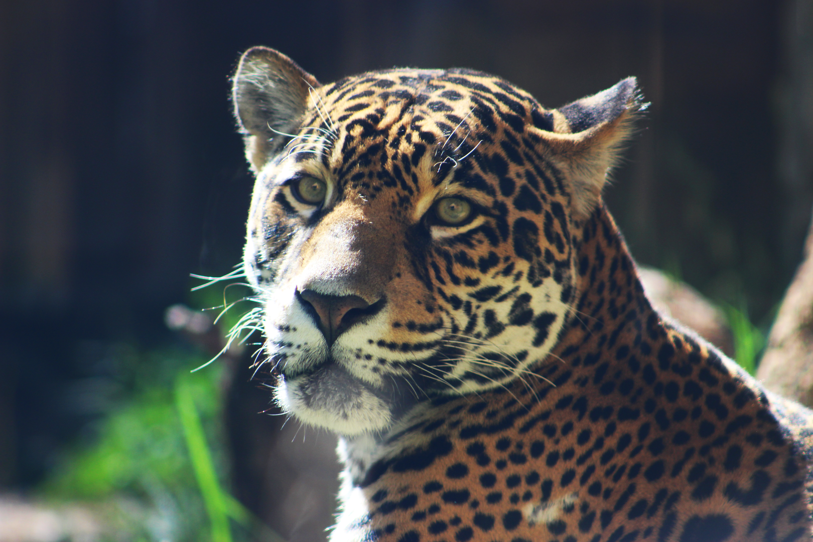 Inka the Jaguar