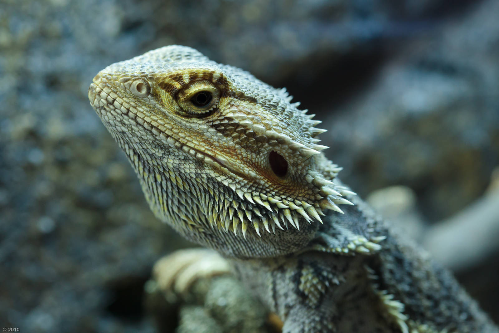 Inland Bearded Dragon - 27/08/2010