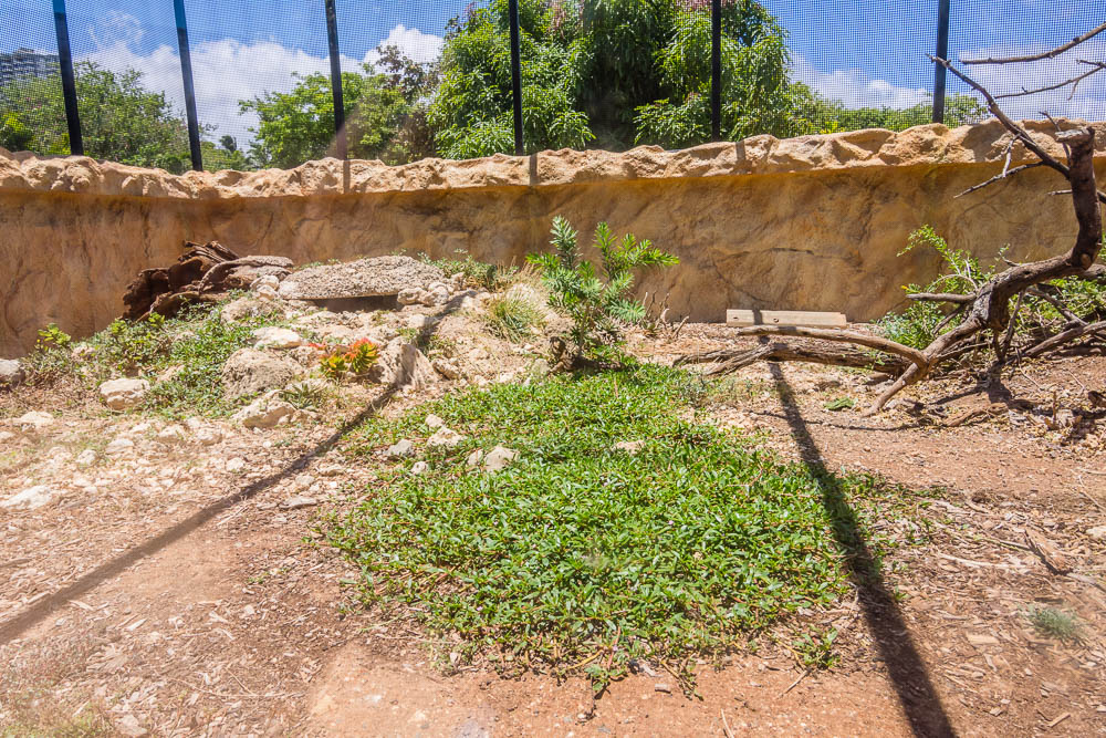 Inland bearded dragon and Gidgee spiny-scaled skink exhibit