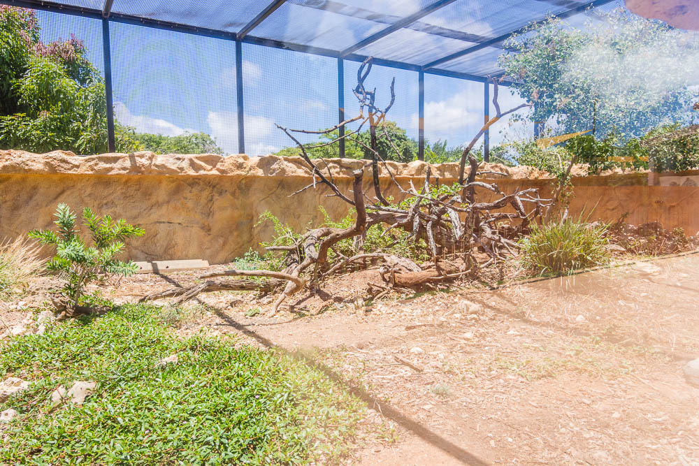 Inland bearded dragon and Gidgee spiny-scaled skink exhibit