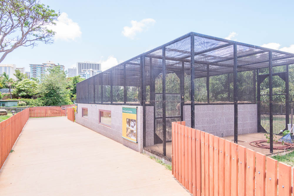 Inland bearded dragon and Gidgee spiny-scaled skink