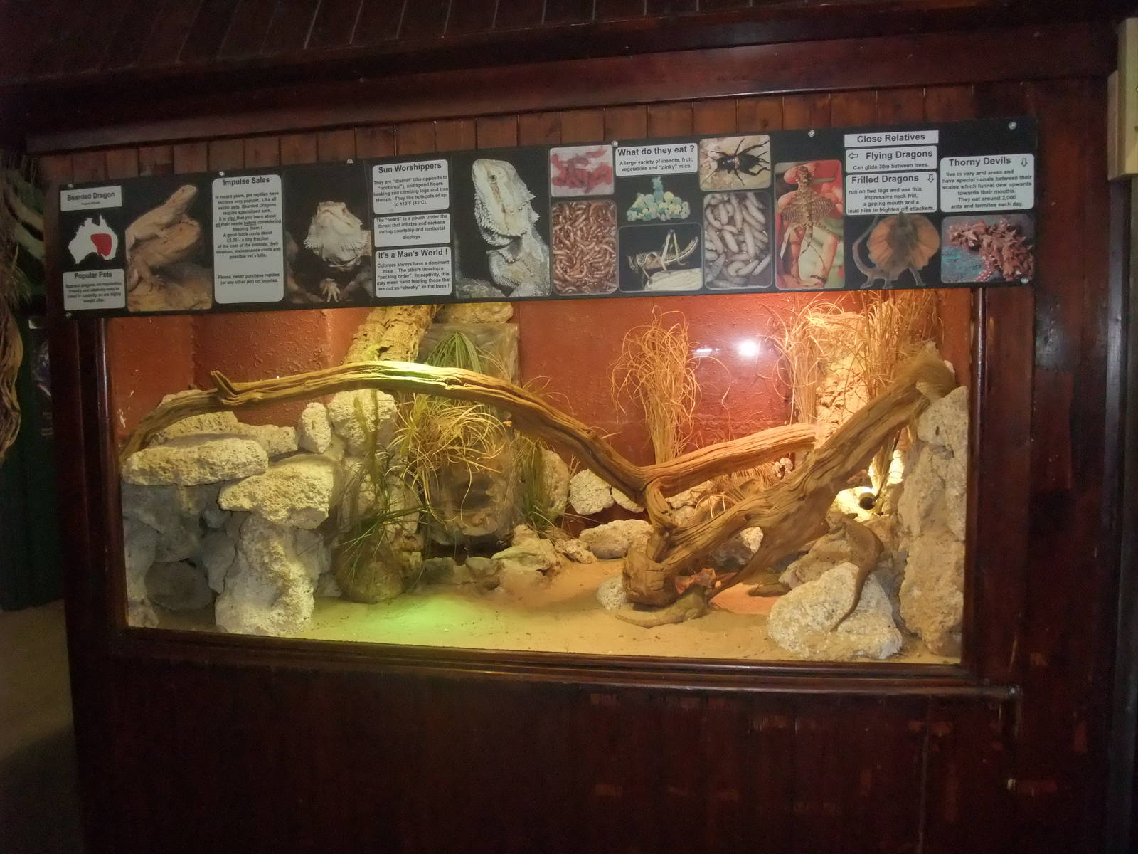 Inland Bearded Dragon Exhibit at the Palms: Final Visit, 08/08/10