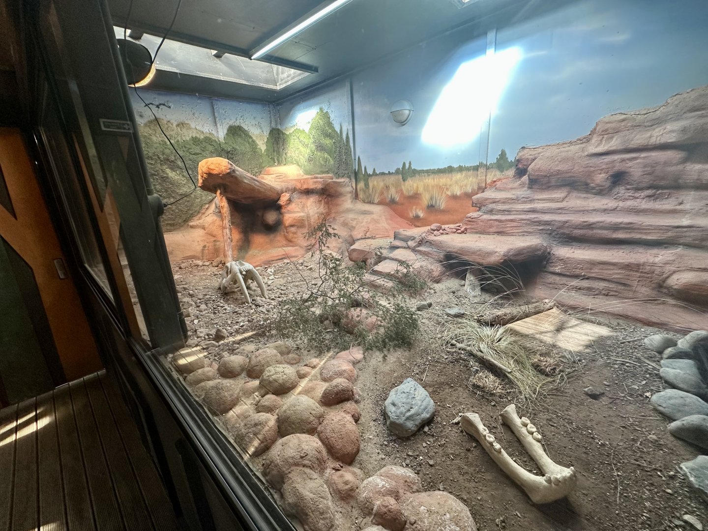Inland Bearded Dragon Exhibit