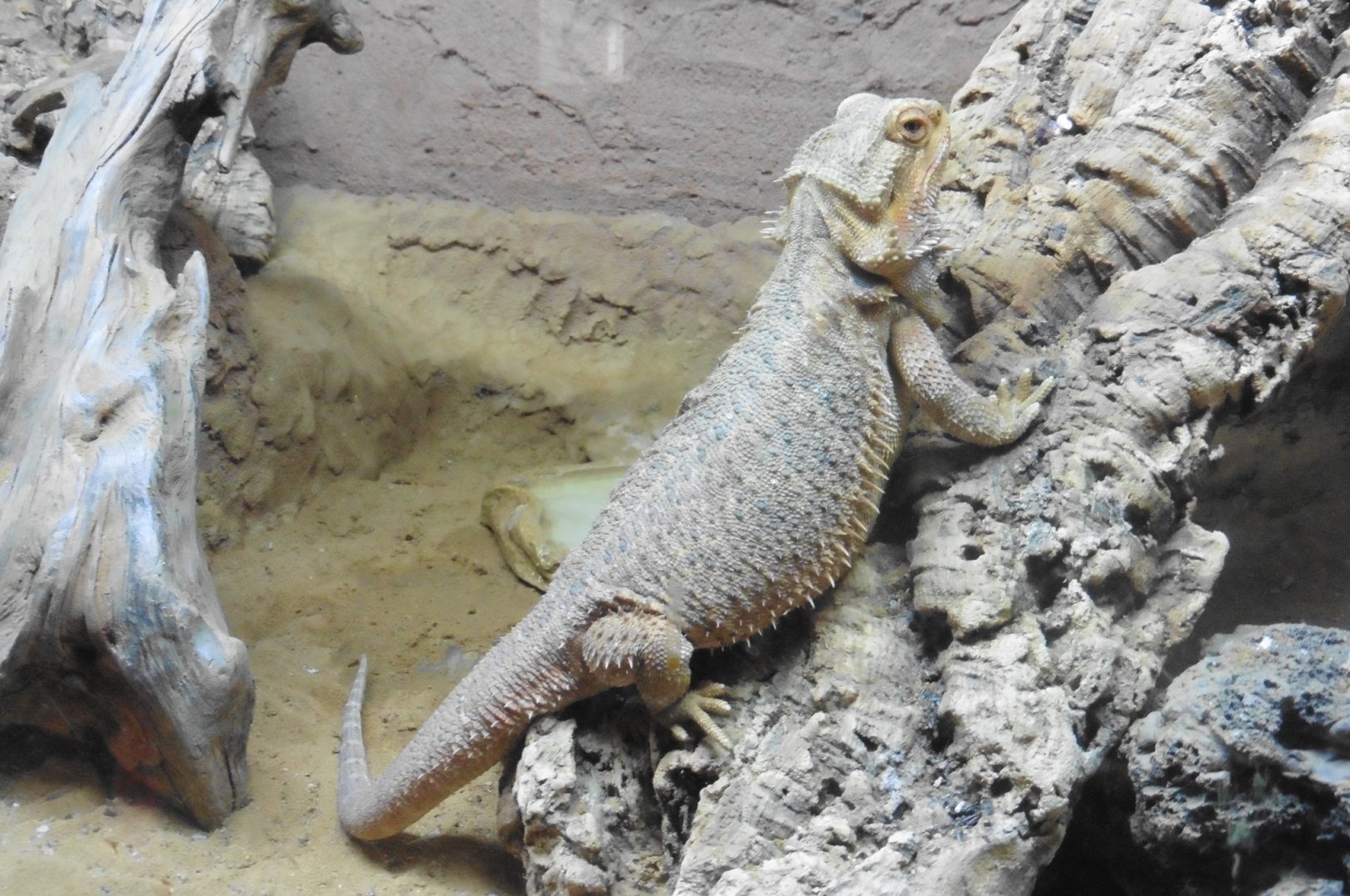 Inland Bearded Dragon (pogona vittceps)