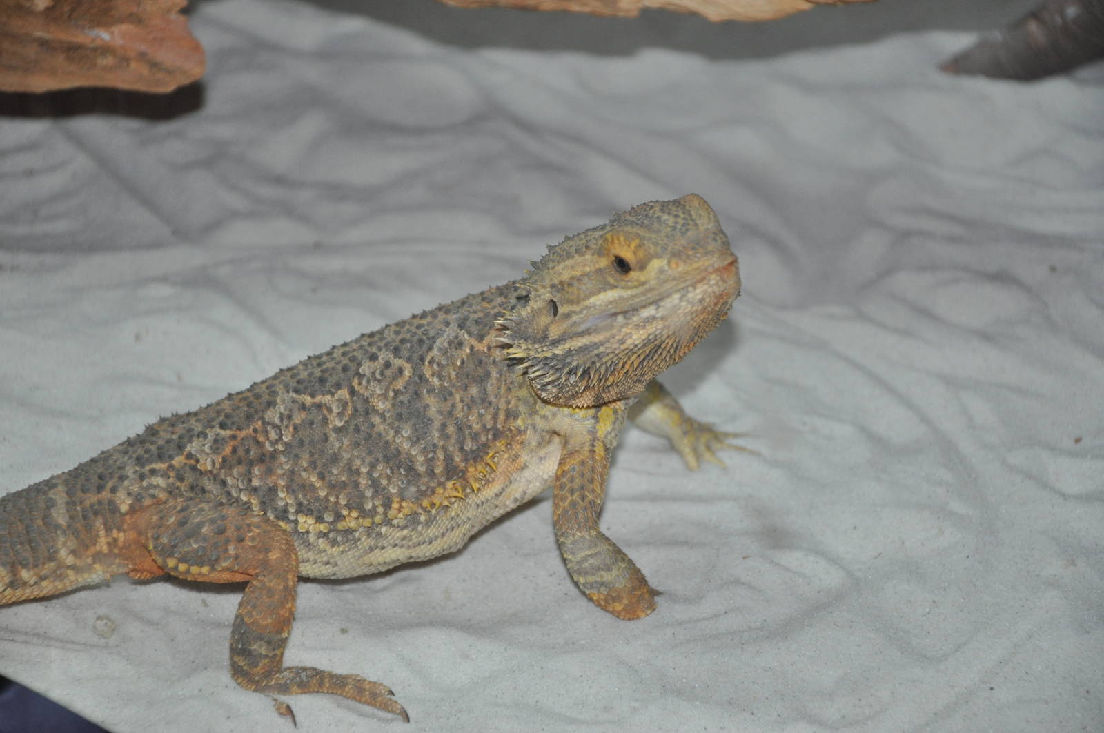 Inland bearded dragon/ Pogona vitticeps