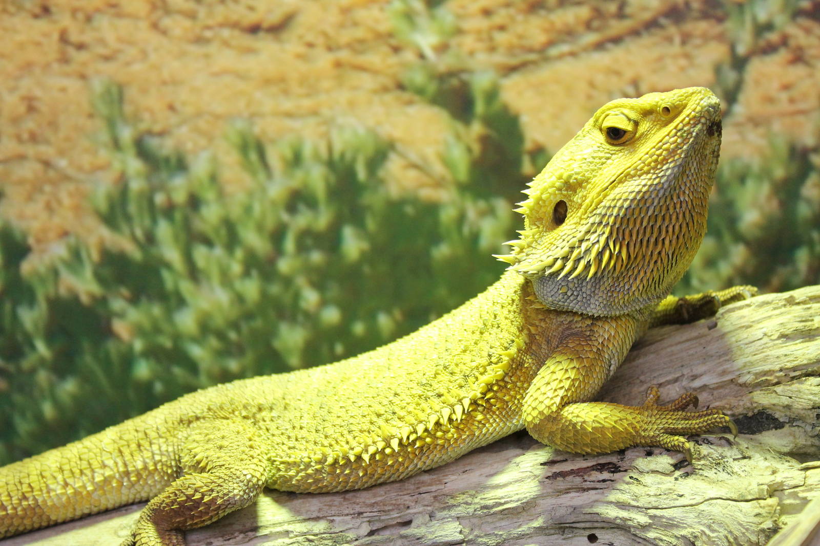 Inland bearded dragon (Pogona vitticeps)