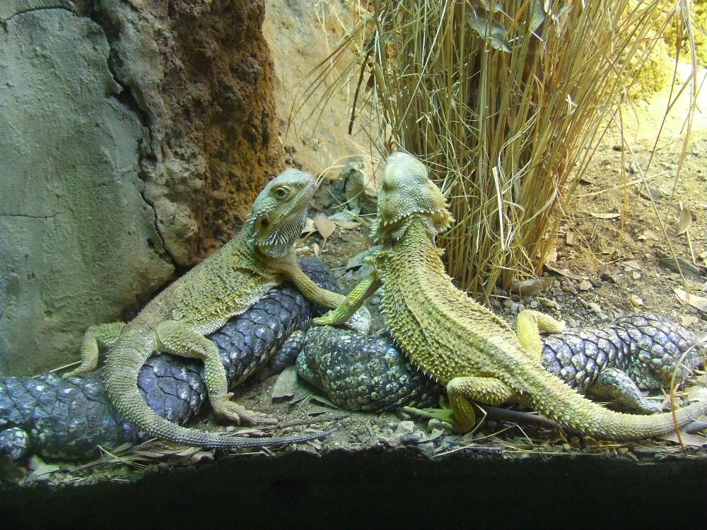 Inland Bearded Dragon & Shingleback Skink mixed-species exhibit, Reptil
