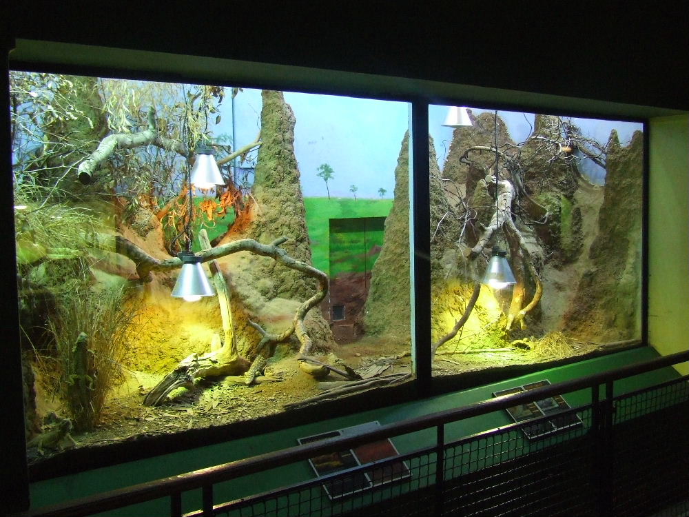 Inland Bearded Dragon & Shingleback Skink mixed-species exhibit