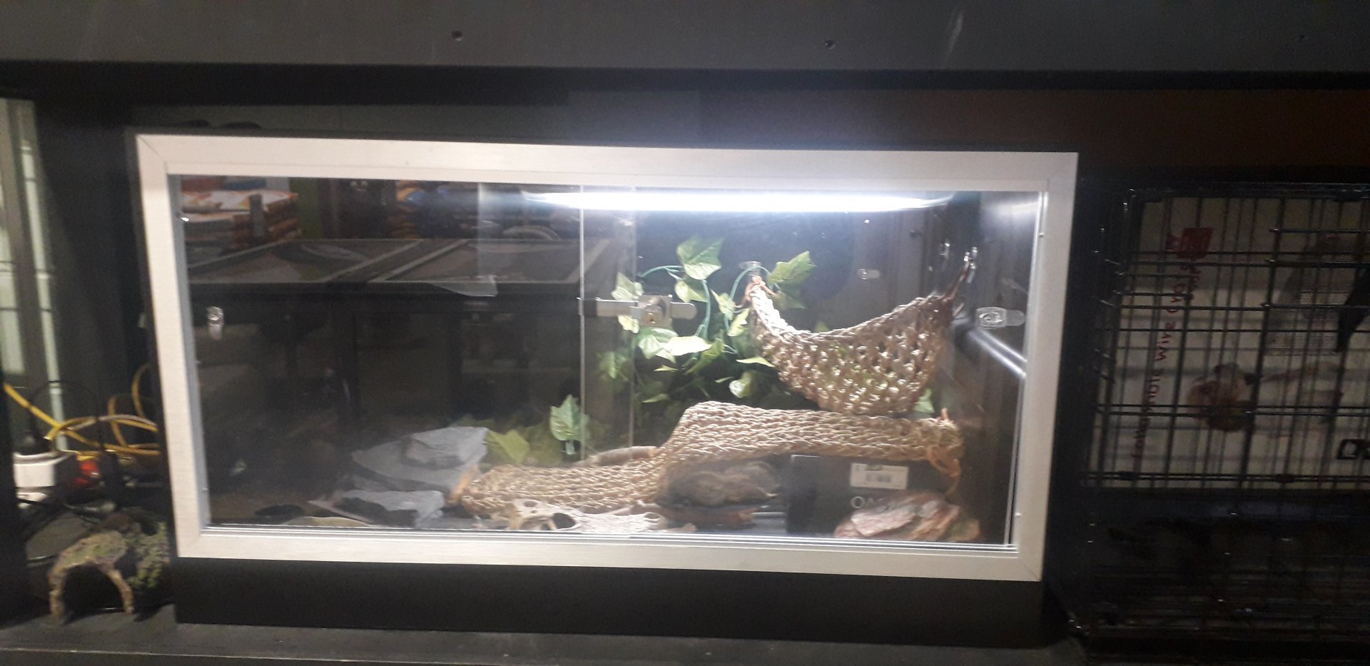 Inland Bearded Dragon Vivarium