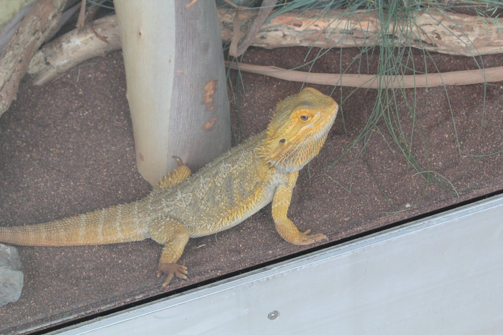 Inland Bearded Dragon