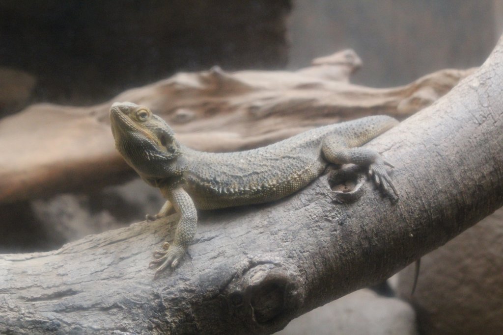 Inland Bearded Dragon