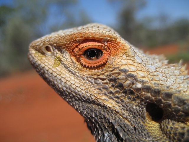 Inland Bearded Dragon