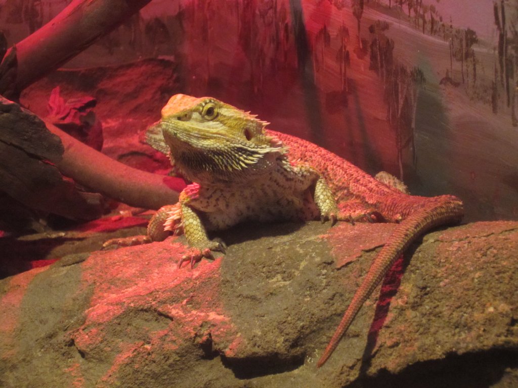 Inland Bearded Dragon