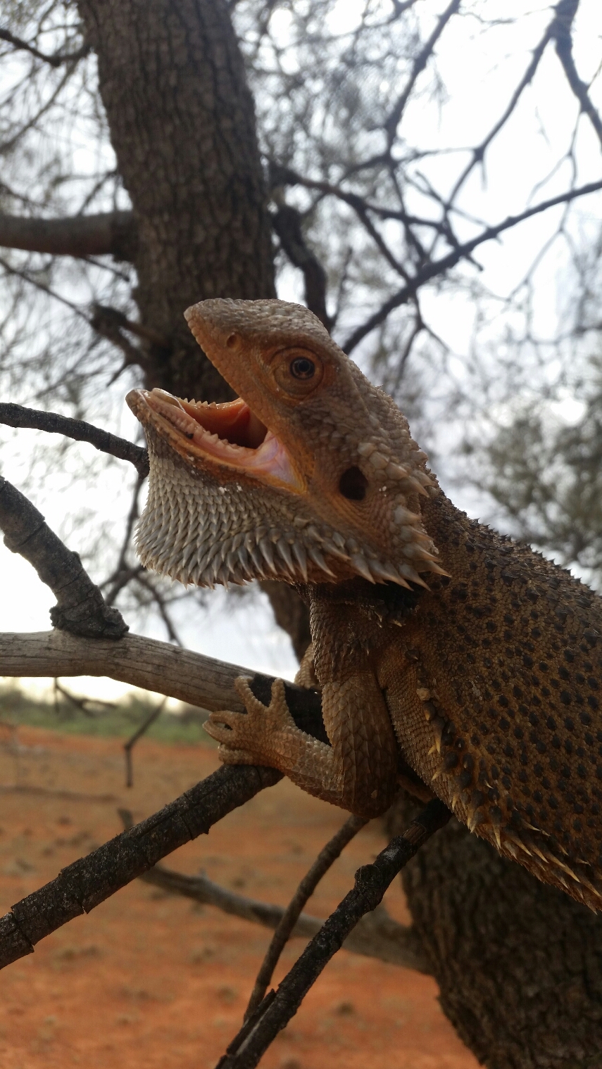 Inland Bearded Dragon