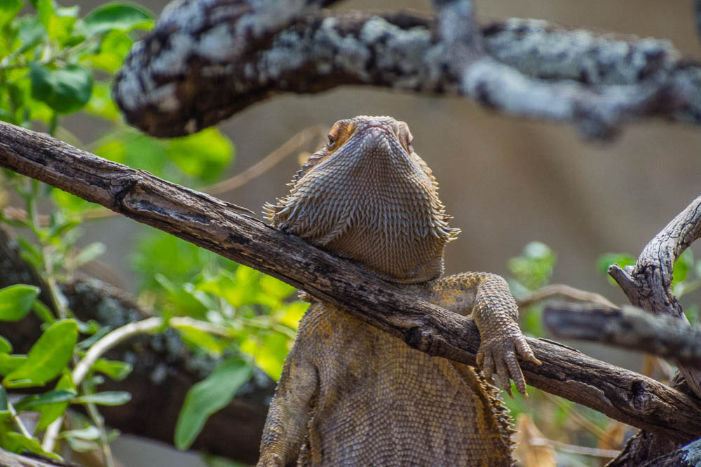 Inland bearded dragon