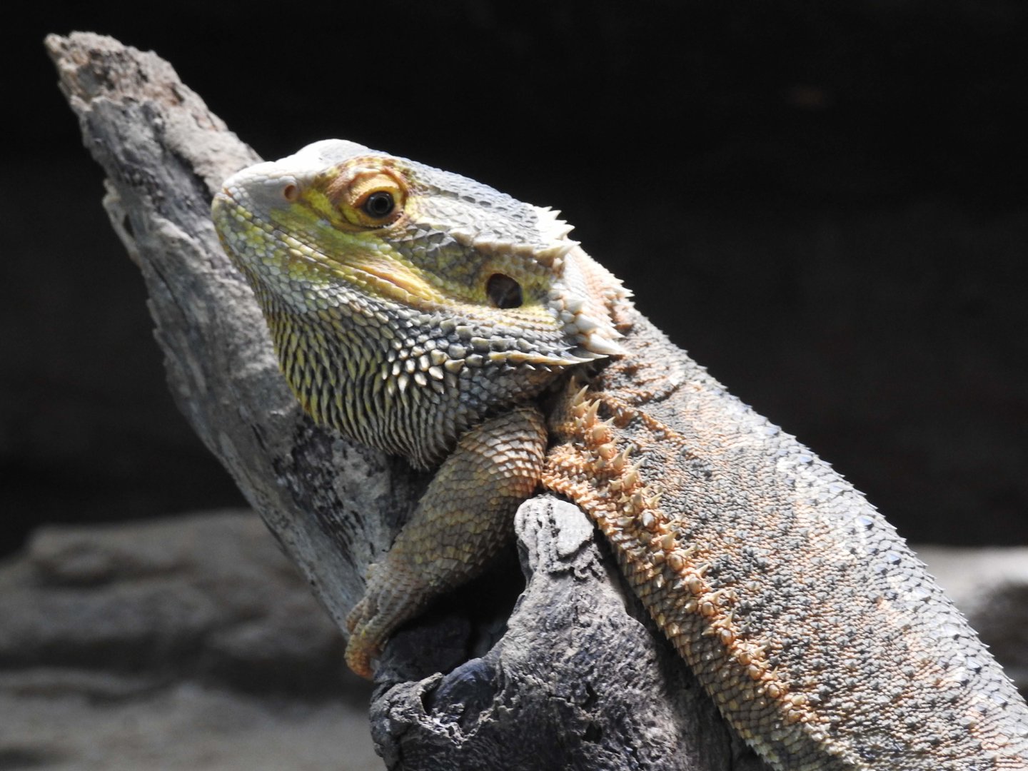 Inland Bearded-Dragon