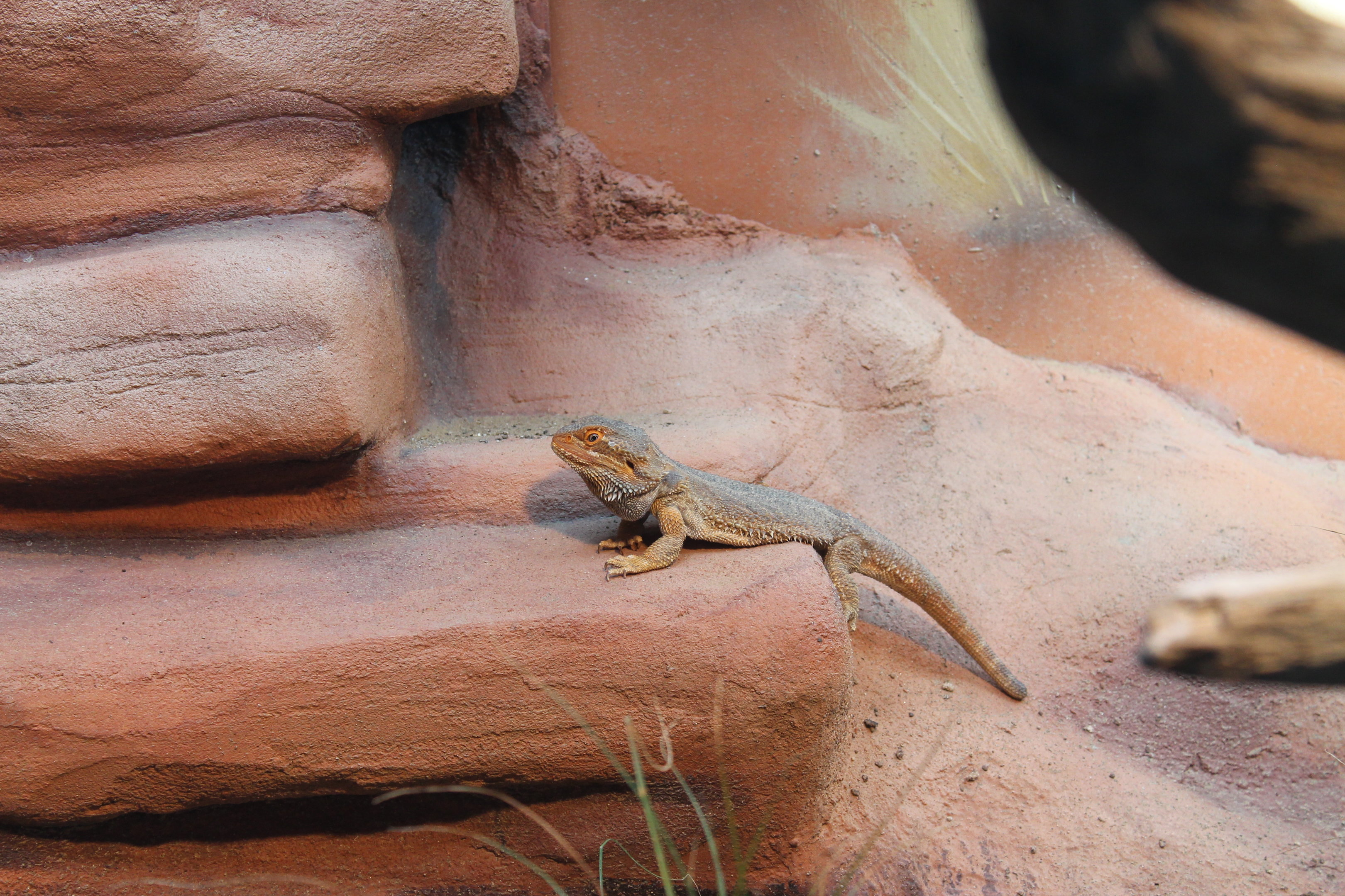 Inland Bearded Dragon