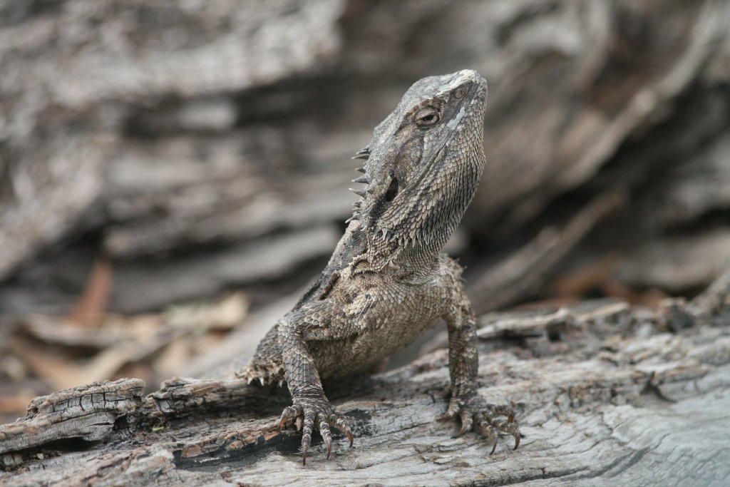 Inland Bearded Dragon