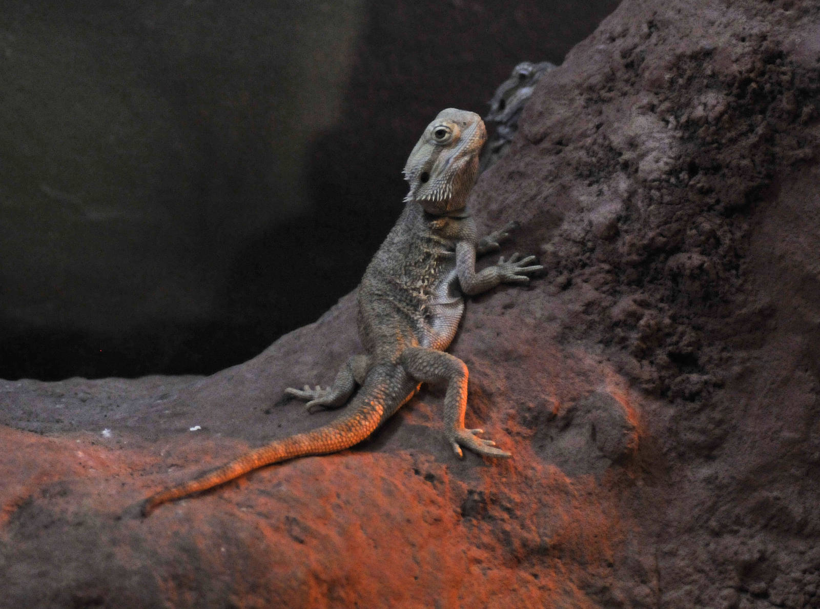 inland beared dragon