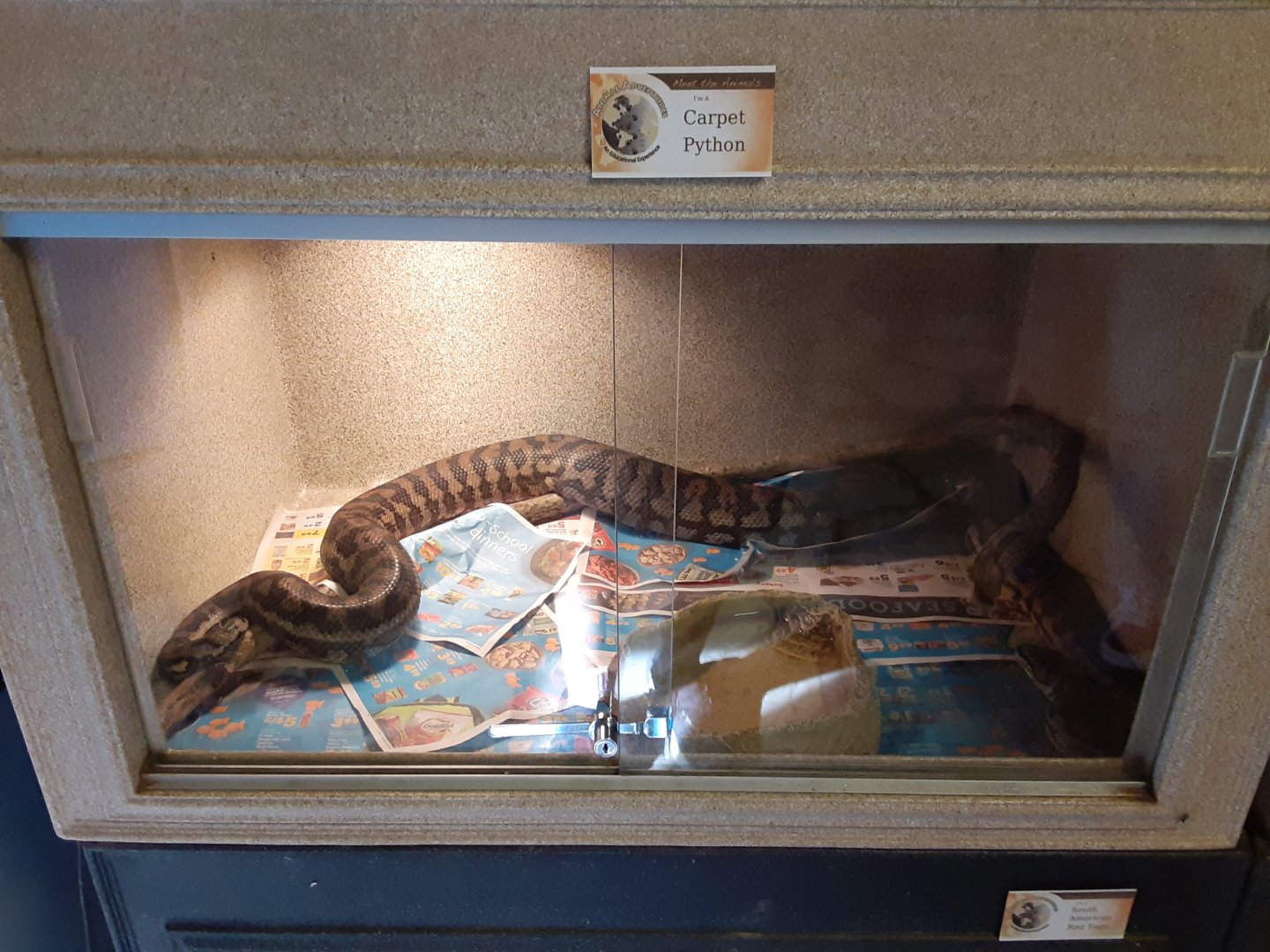Inland Carpet Python exhibit