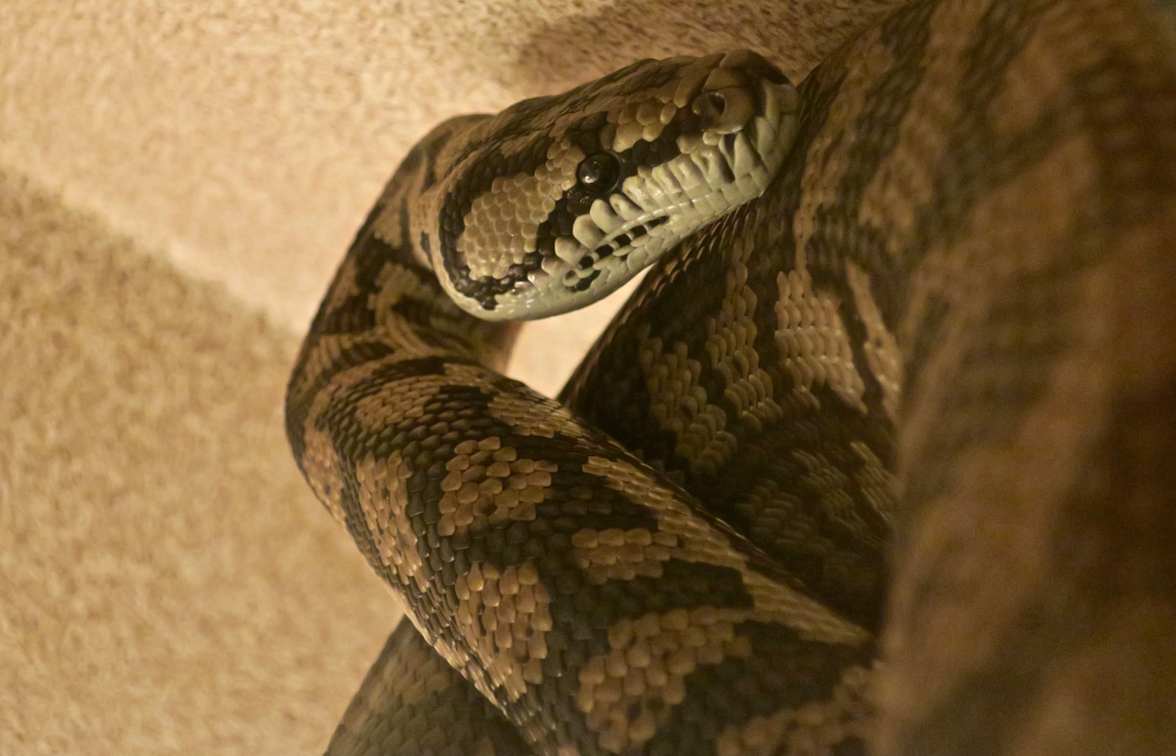 Inland Carpet Python (Morelia spilota metcalfei)