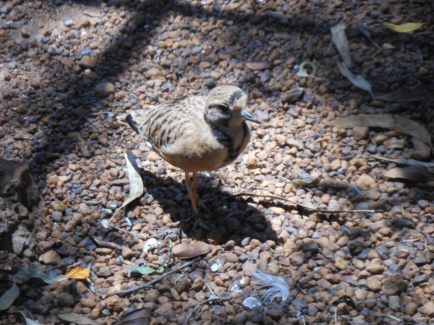 Inland Dotterel (Peltohyas australis)