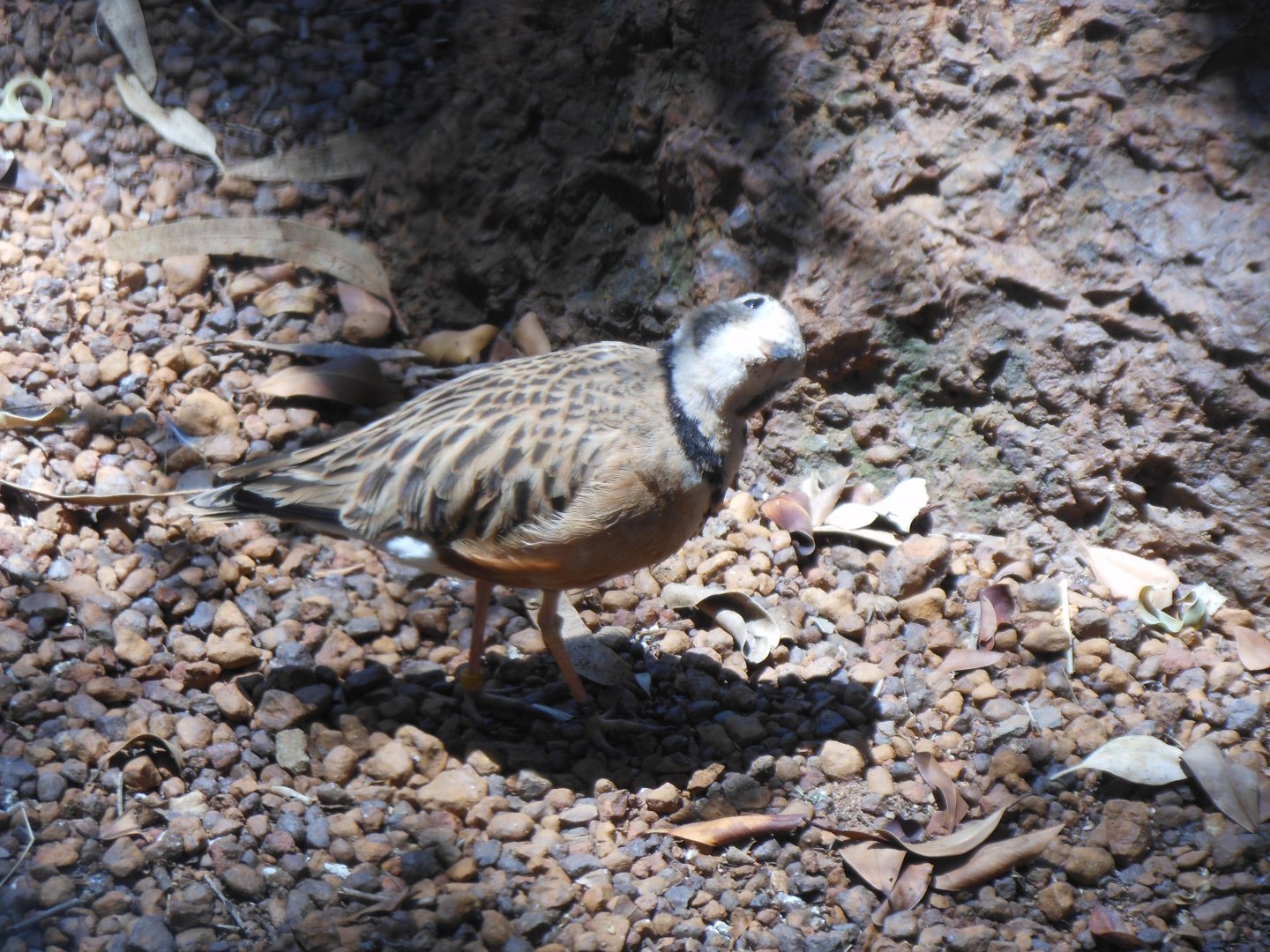 Inland Dotterel (Peltohyas australis)