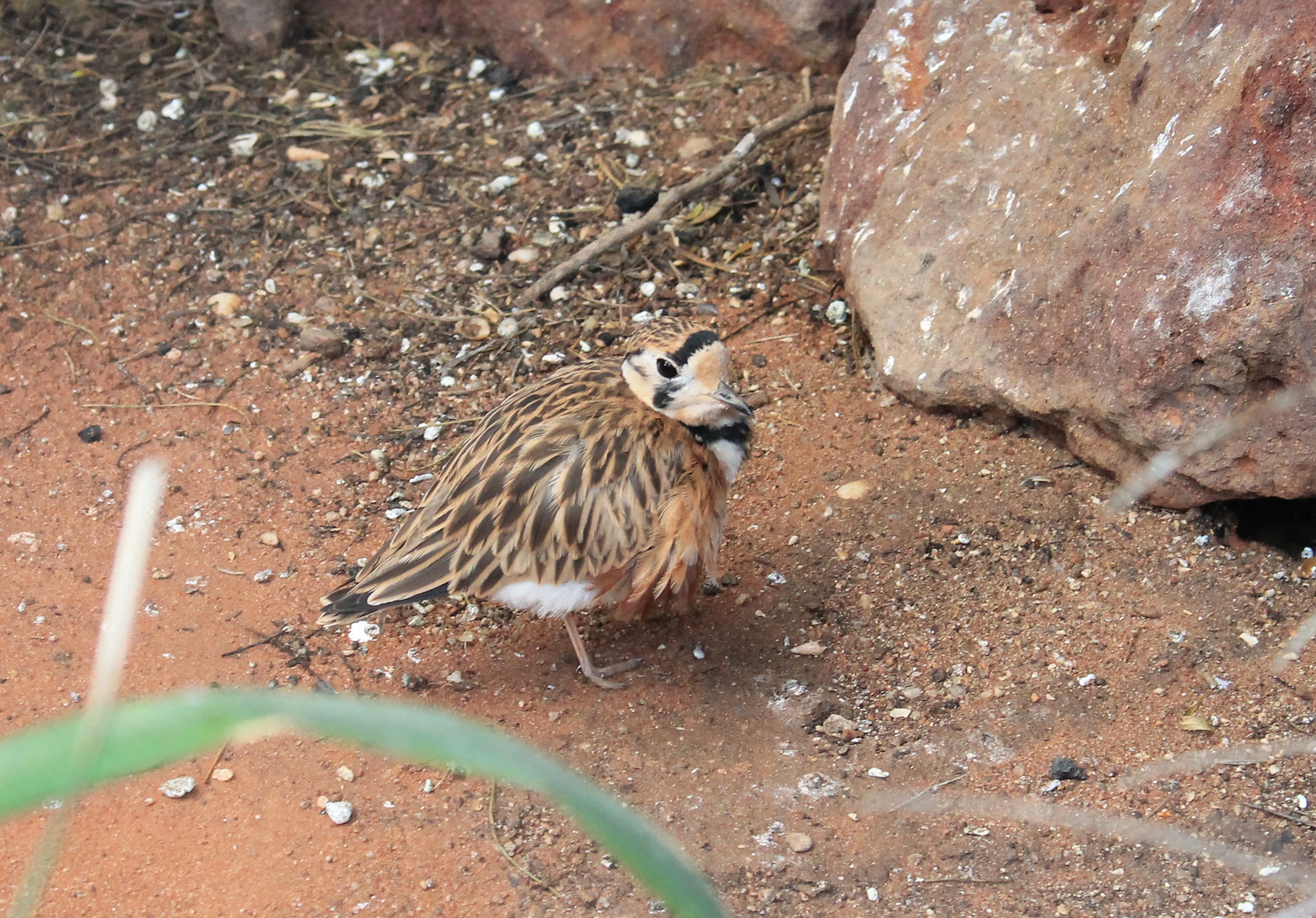 Inland Dotterel (Peltohyas australis)