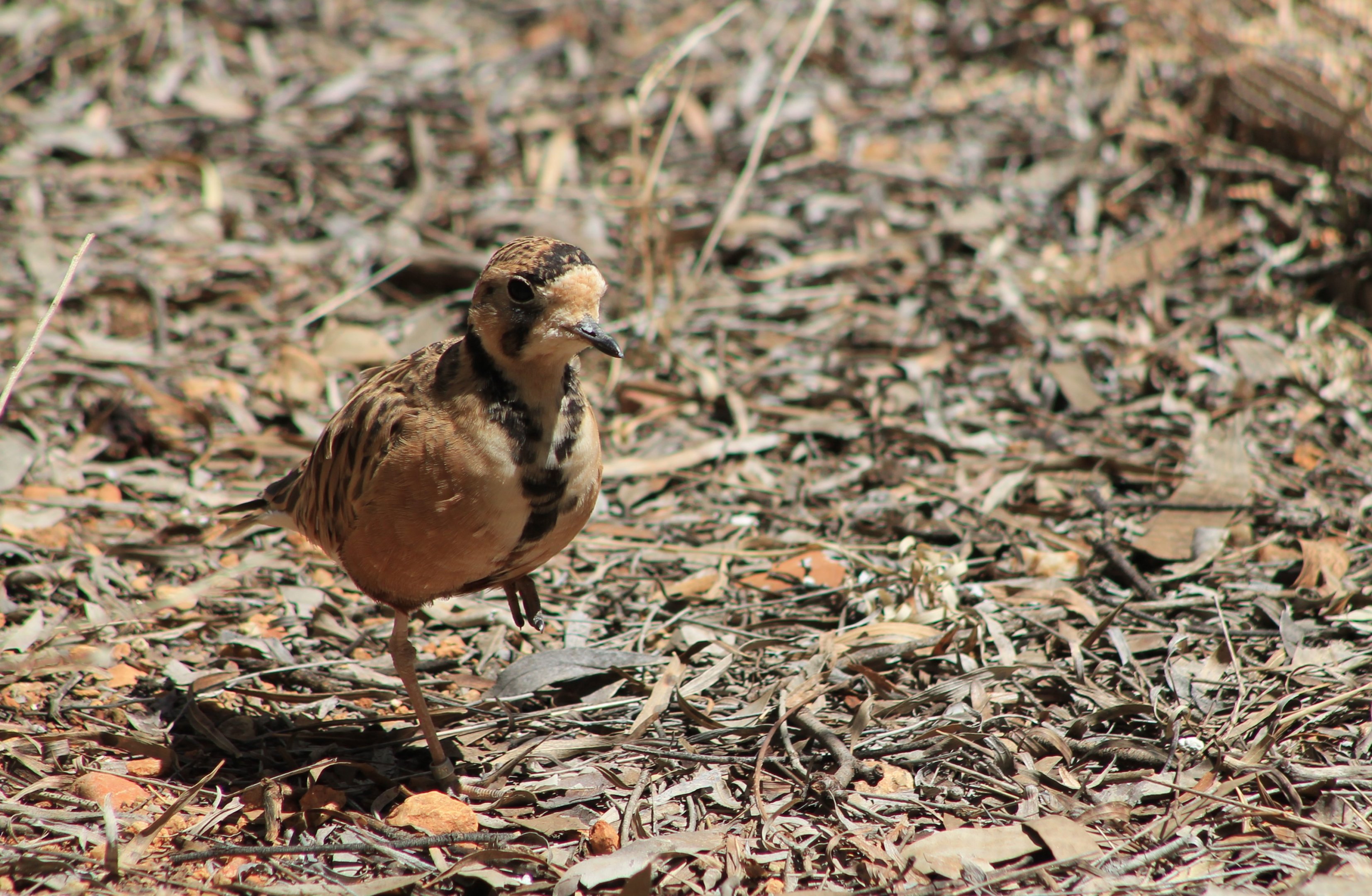 Inland Dotterel (Peltohyas australis)