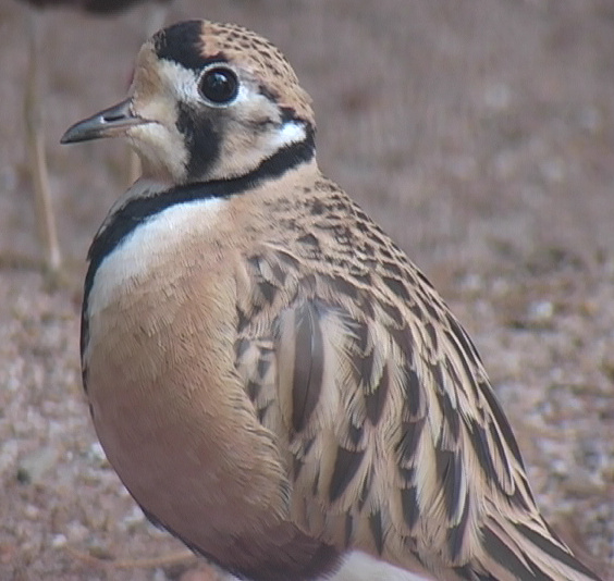 Inland dotterel