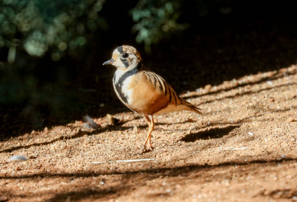 Inland Dotterel