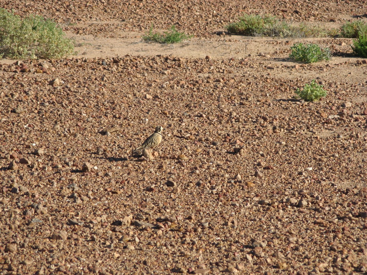 Inland Dotterel