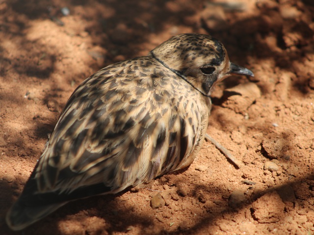 Inland Dotterel
