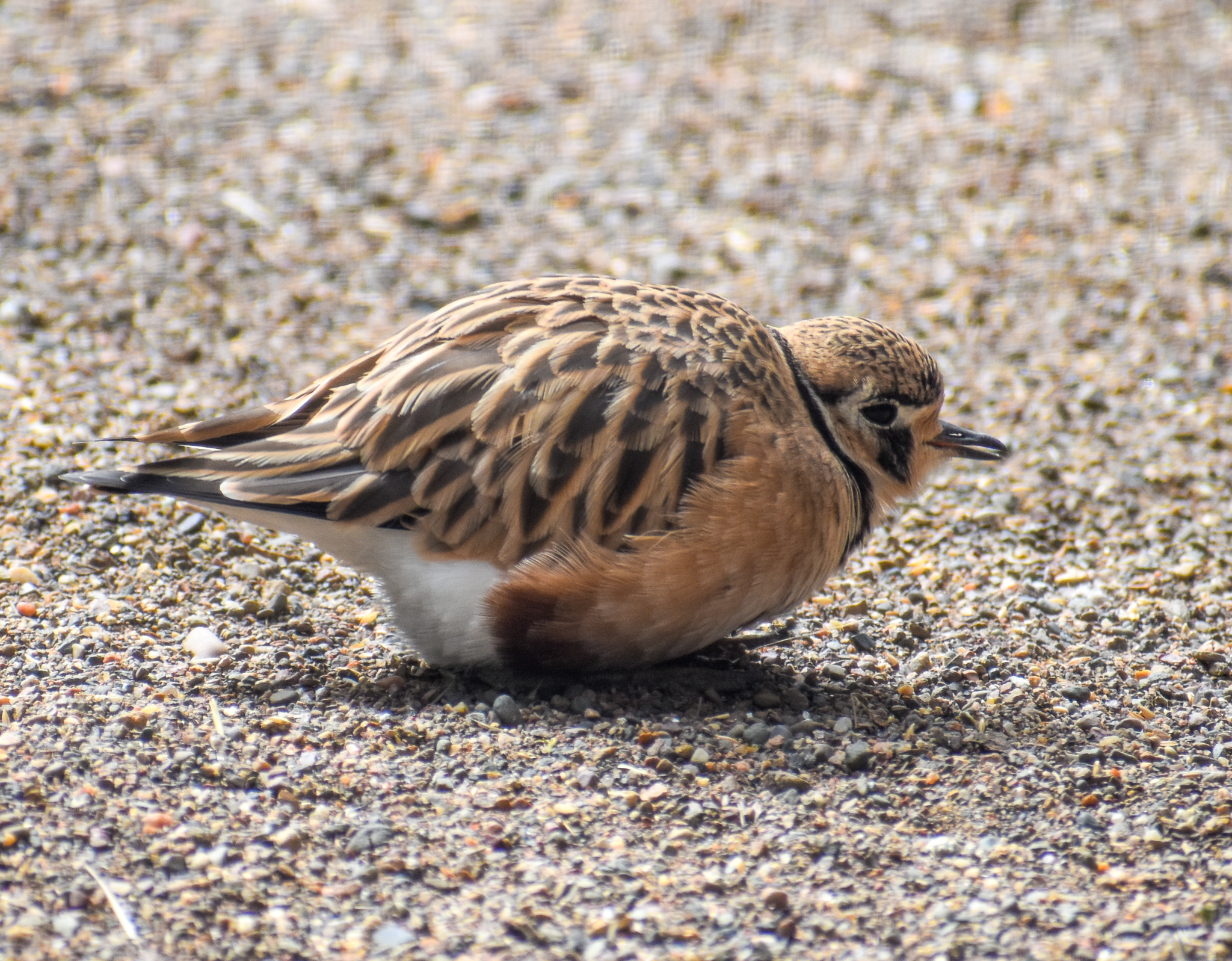 Inland Dotterel