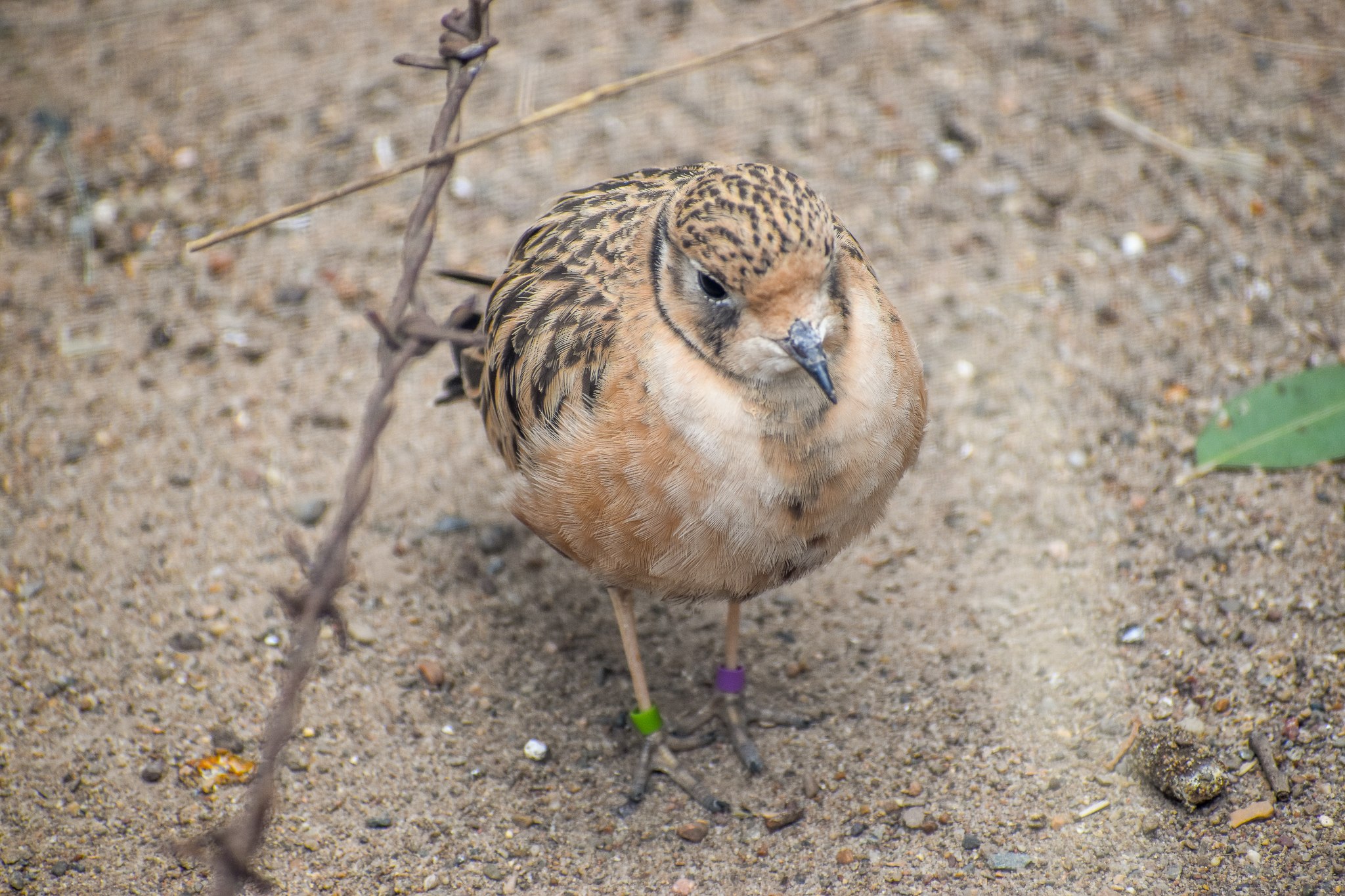 Inland Dotterel