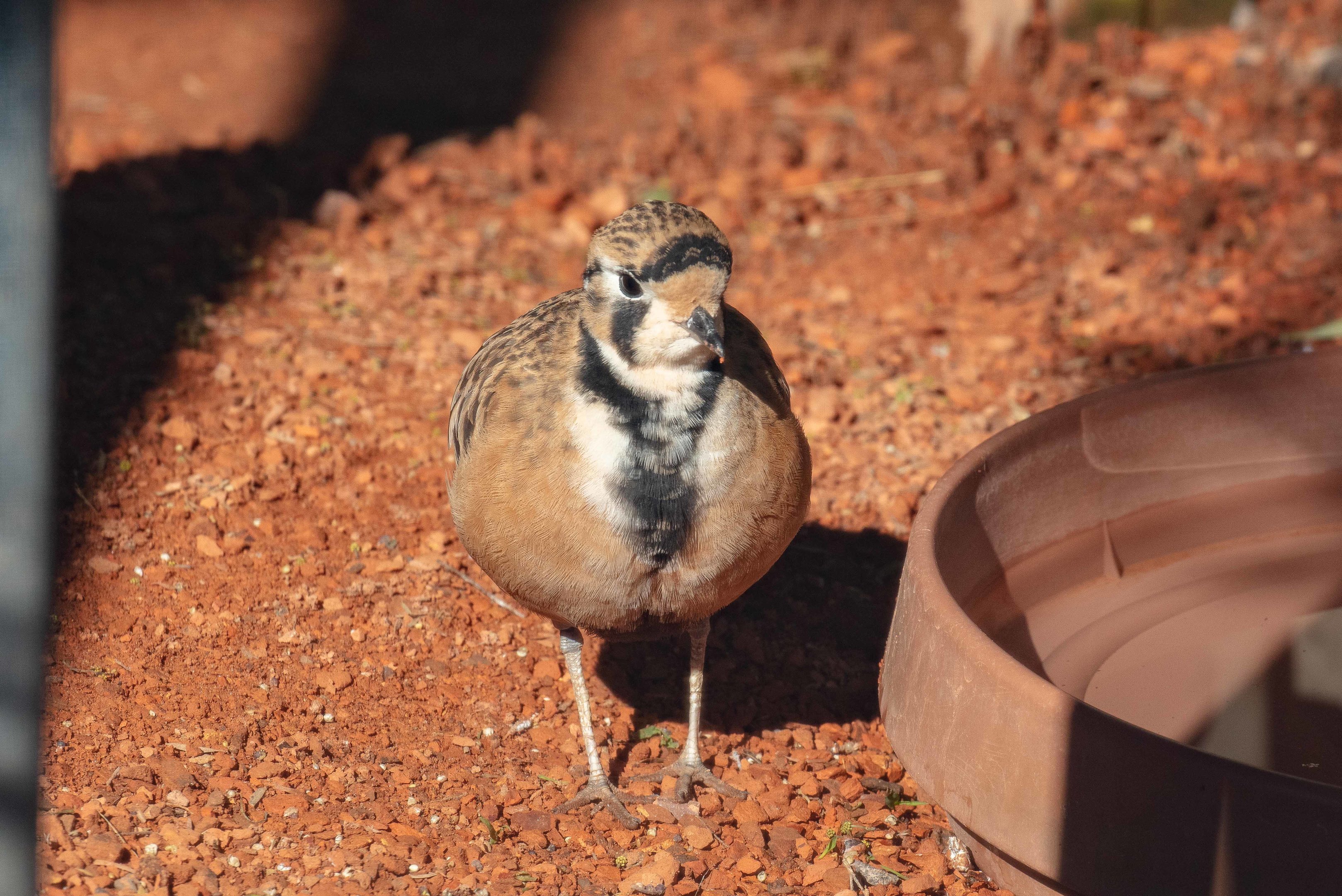 Inland Dotterel